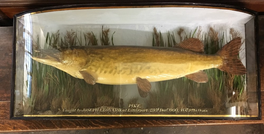 taxidermy of a pike attributed to cooper sons